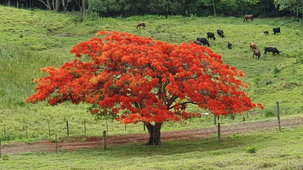 Pousada Fazenda Pinhalzinho 히베이랑 클라루 외부 사진