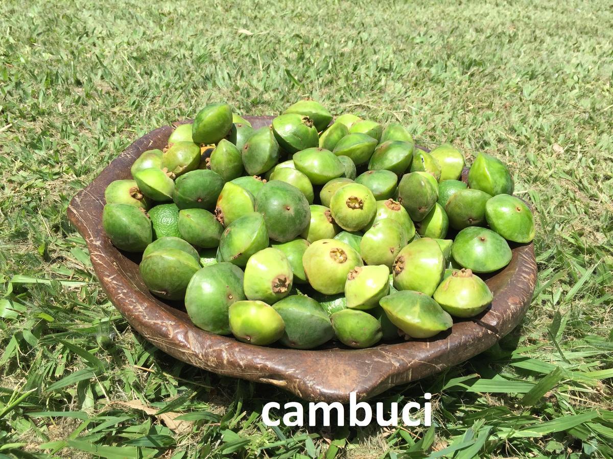 Pousada Fazenda Pinhalzinho 히베이랑 클라루 외부 사진